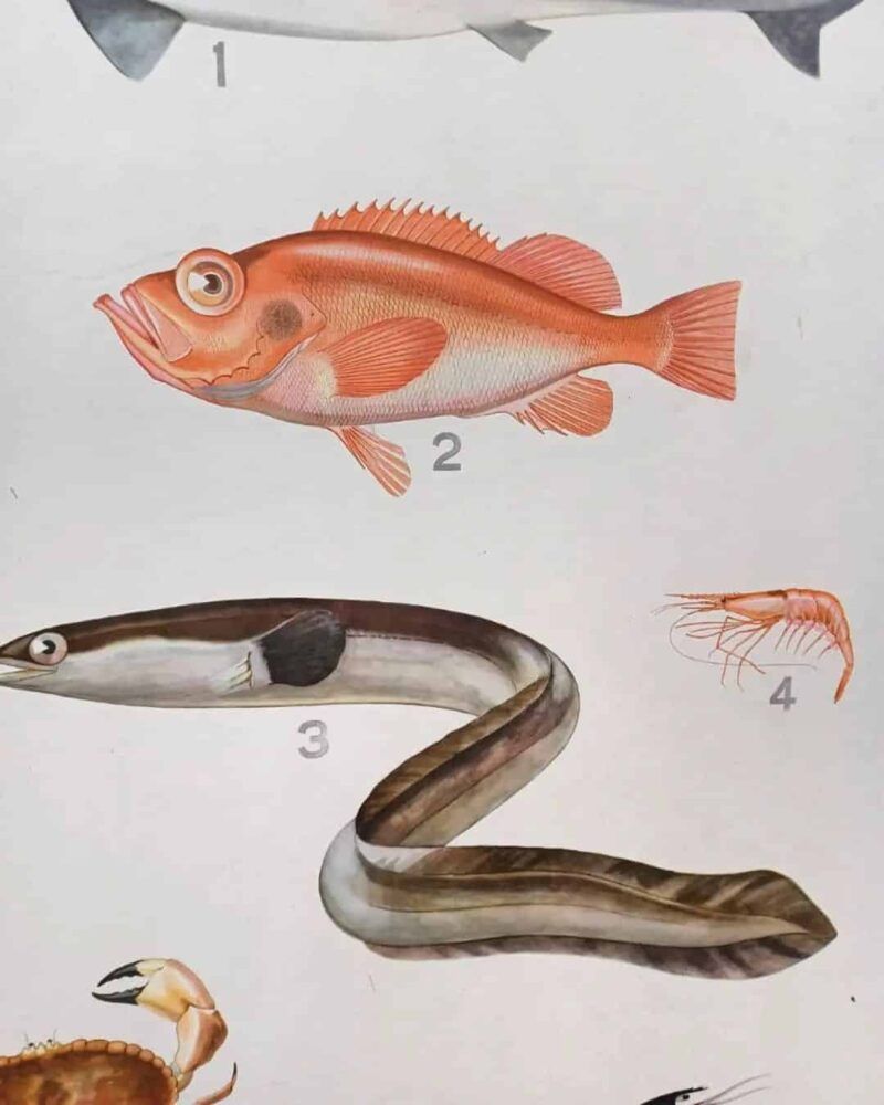 Fed skoleplanche som viser forskellige fisk og skaldyr