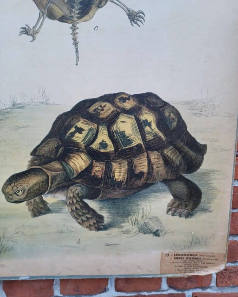 Fantastisk skoleplanche som viser skildpadden.