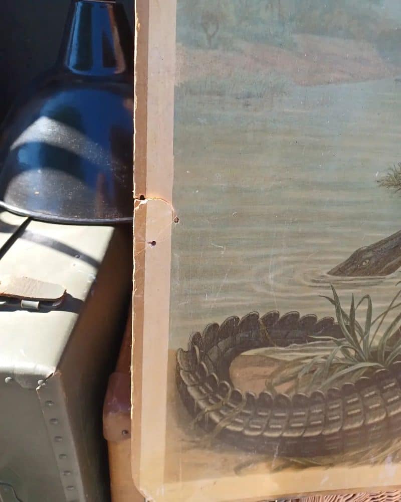 Skøn dobbelt skoleplanche som viser en krokodille og en storplettet rødhaj.