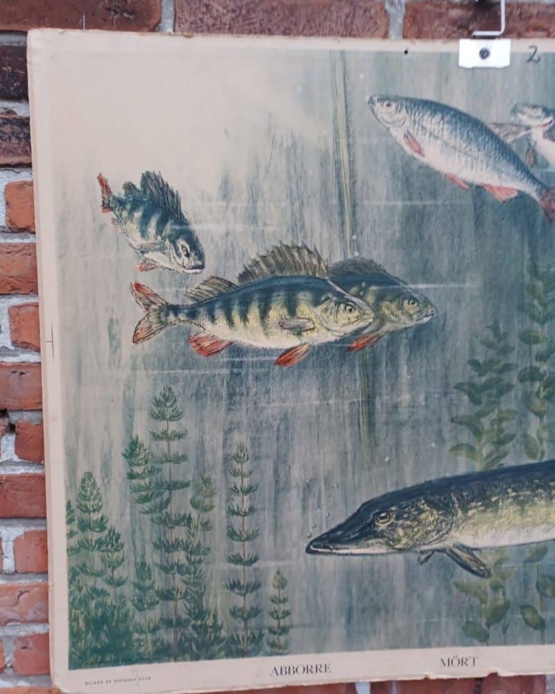 Skøn skoleplanche som viser en ferskvandsfisk.