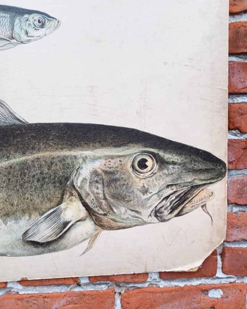Skøn skoleplanche som viser en torsk, ål og anden fisk.