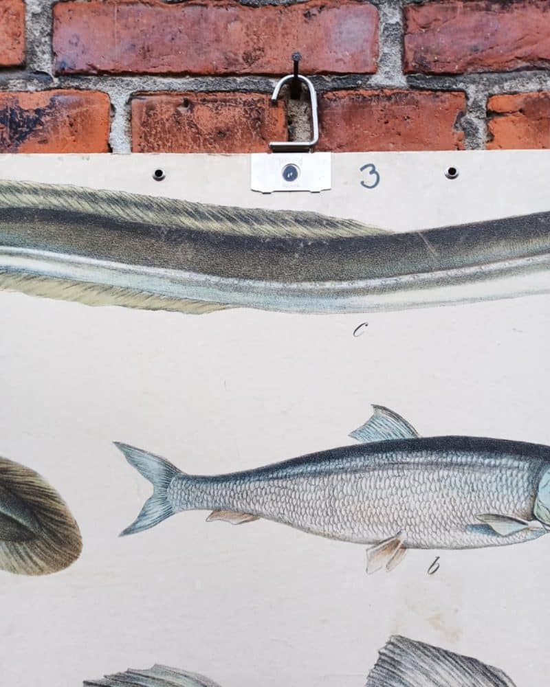 Skøn skoleplanche som viser en torsk, ål og anden fisk.