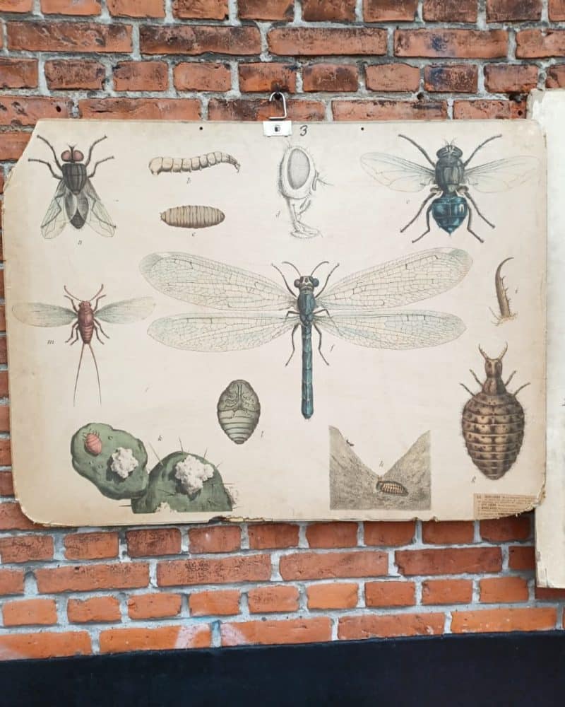 Fed gammel skoleplanche,som viser forskellige fluer.