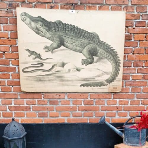 Fantastisk skoleplanche som viser krokodille, øgle og slange.
