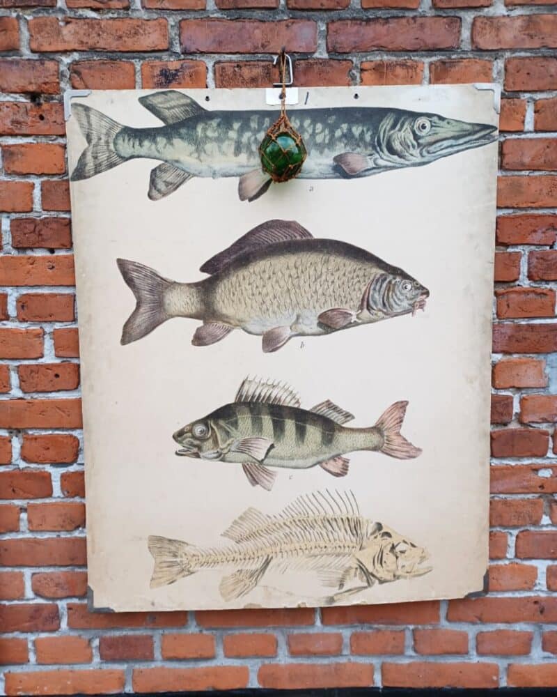 Fed skoleplanche som viser forskellige ferskvands fisk.