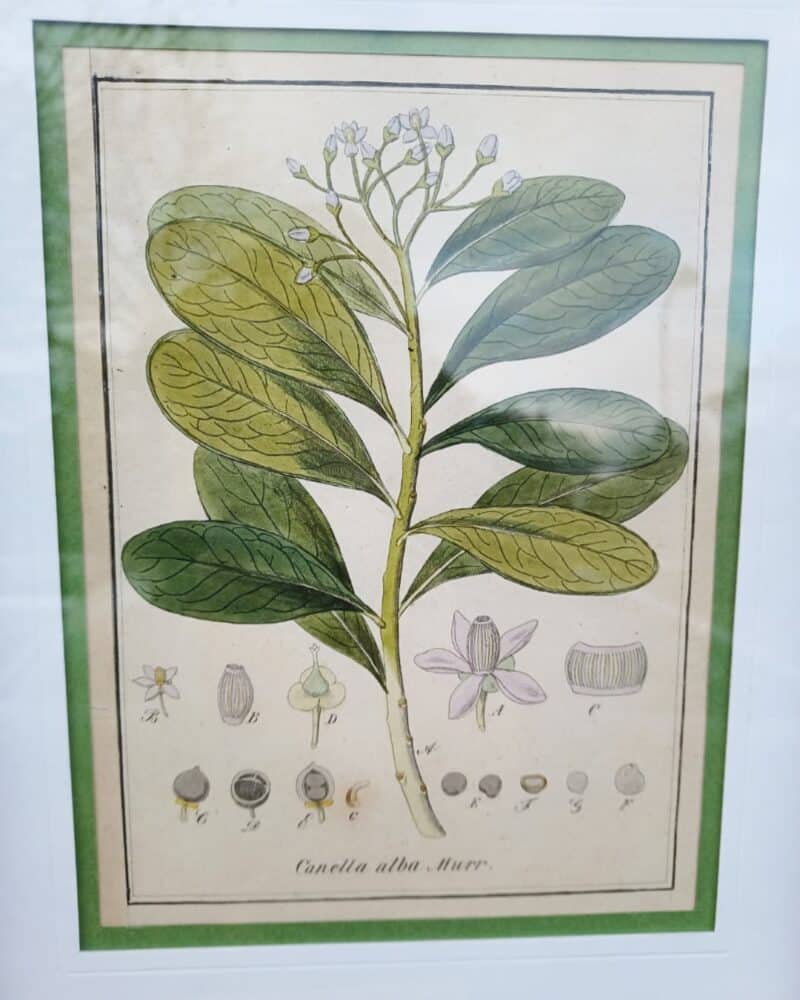 Faktisk botanisk billede med urter