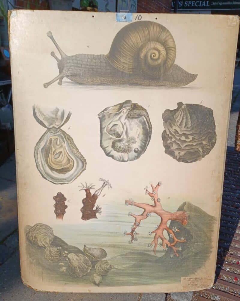 Fantastisk skoleplanche som viser forskellige bløddyr blandt andet sneglen.