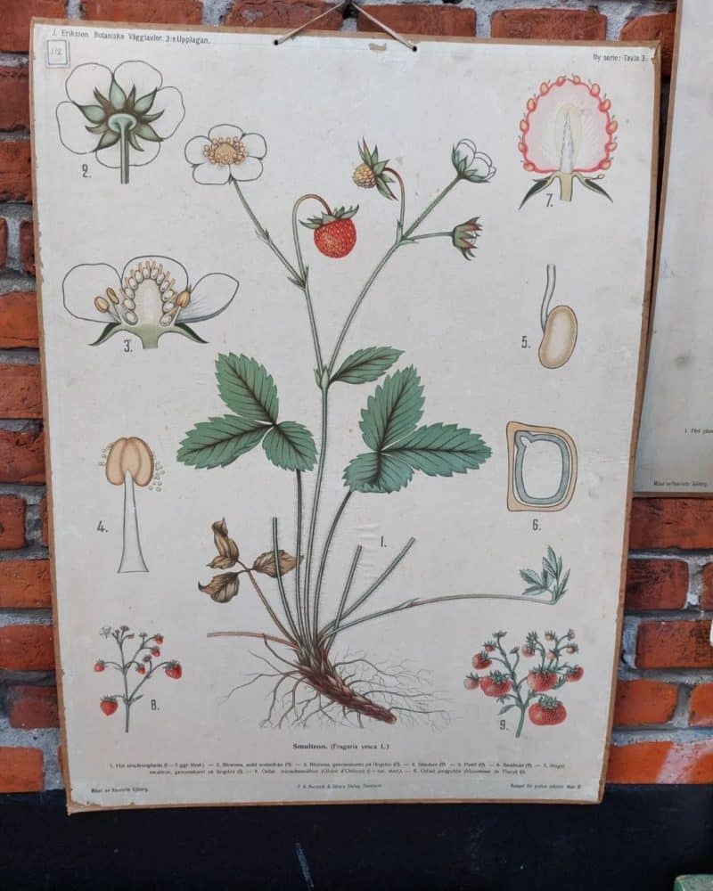 Fantastisk skoleplanche som viser jordbær planten. 