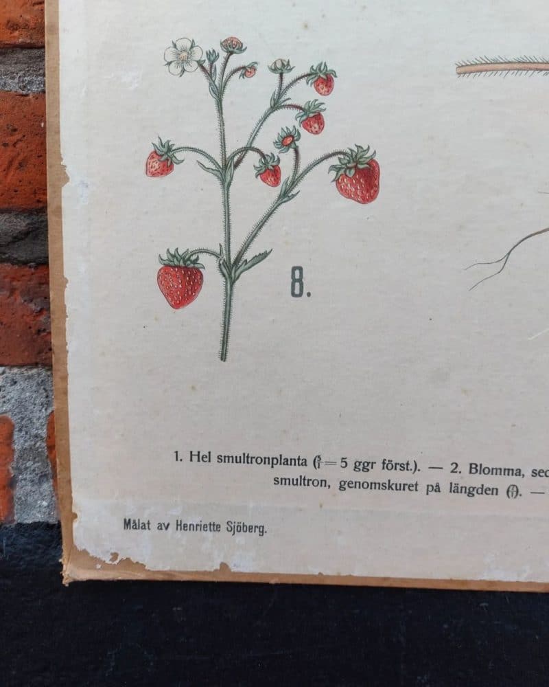 Fantastisk skoleplanche som viser jordbær planten. 