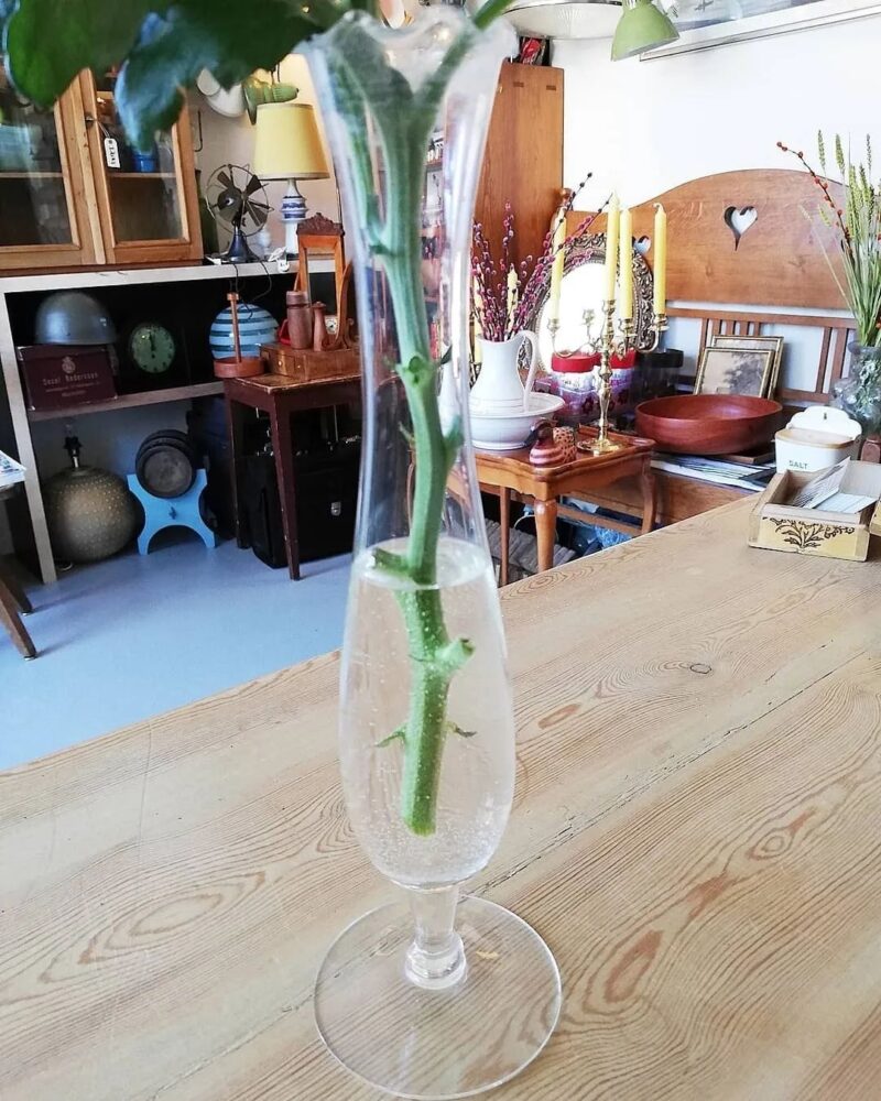 Fantastisk tulipan vase i glas.
