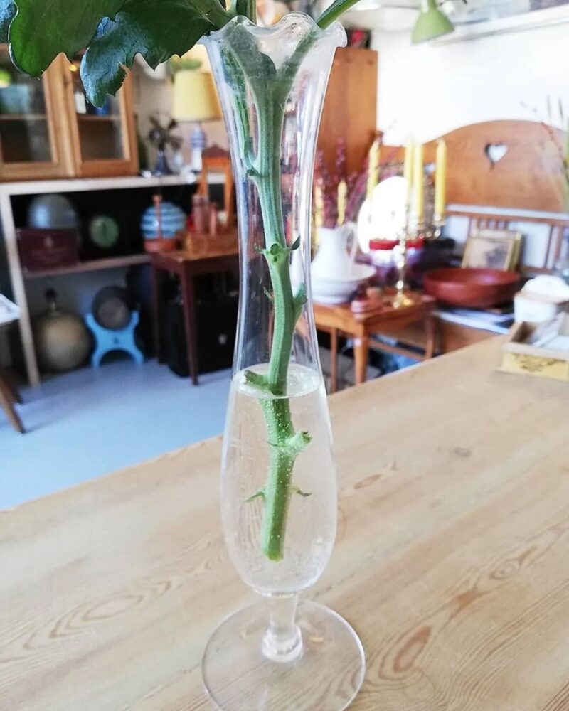Fantastisk tulipan vase i glas.