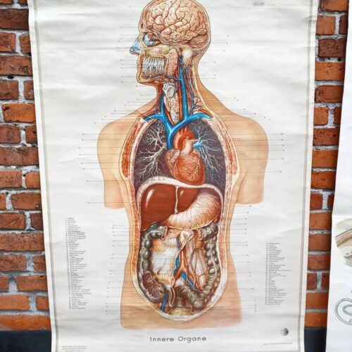 Fantastisk anatomi rulleplanche