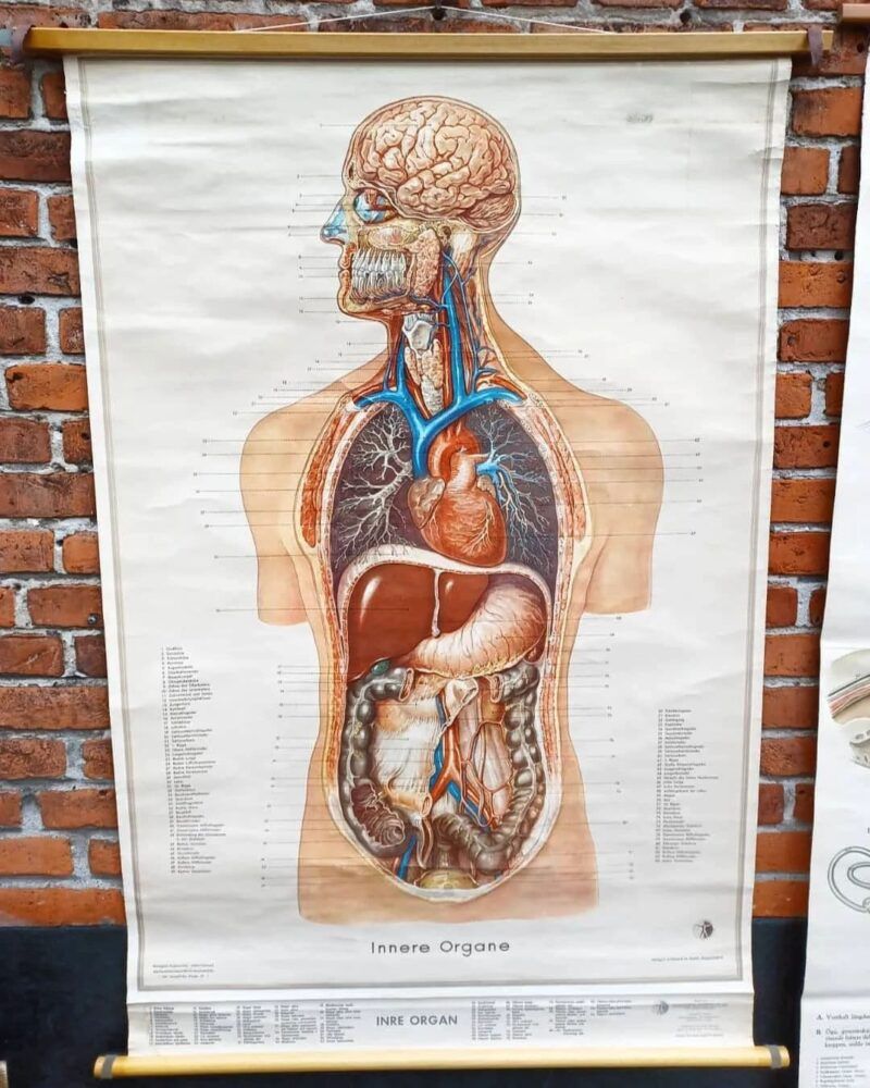 Fantastisk anatomi rulleplanche