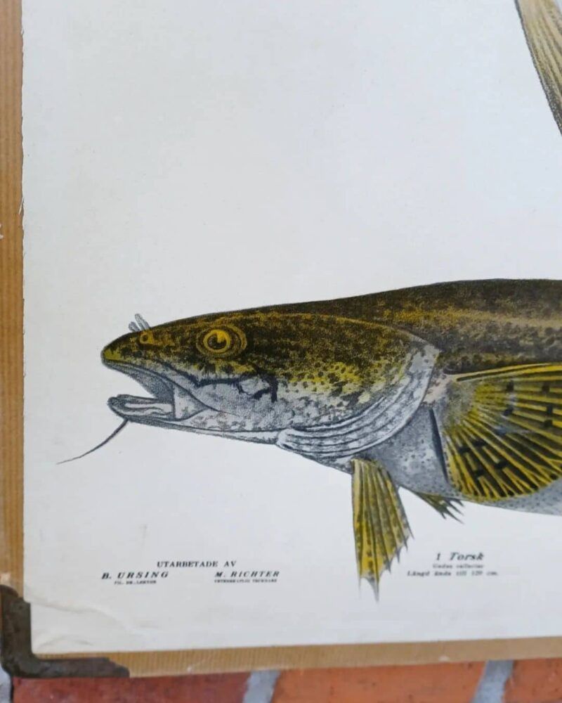 Fed skoleplanche som viser forskellige fisk