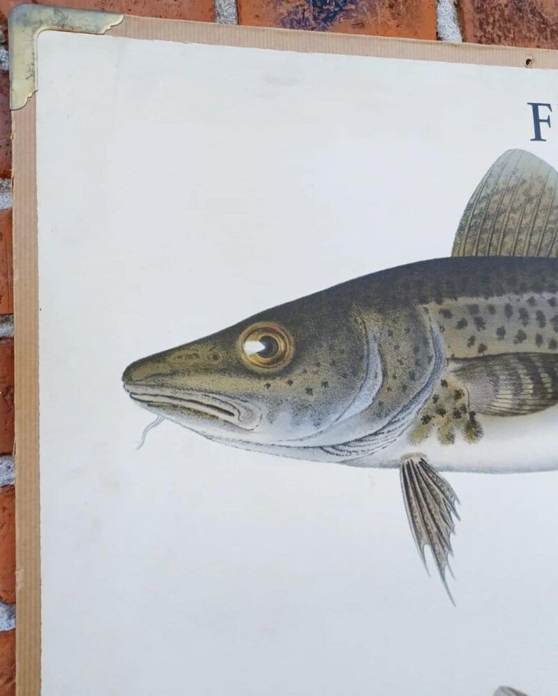 Fed skoleplanche som viser forskellige fisk