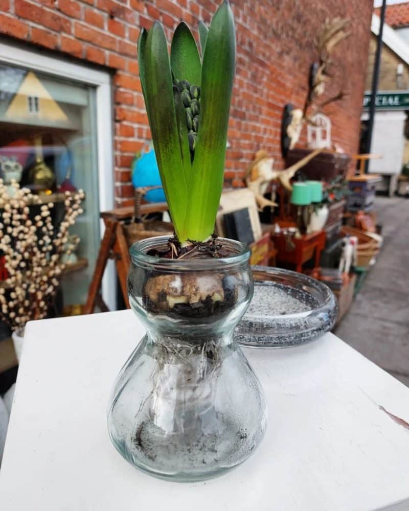 Smukt ældre hyacintglas