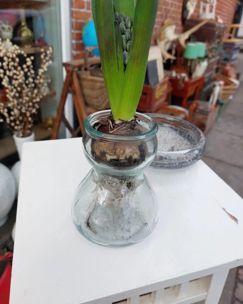Smukt ældre hyacintglas