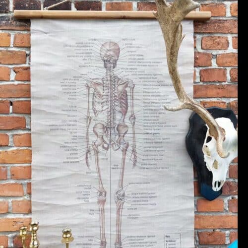 Skønt anatomi rullekort af skelettet bagfra.