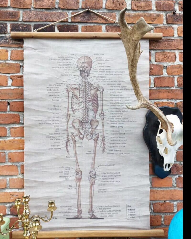 Skønt anatomi rullekort af skelettet bagfra.