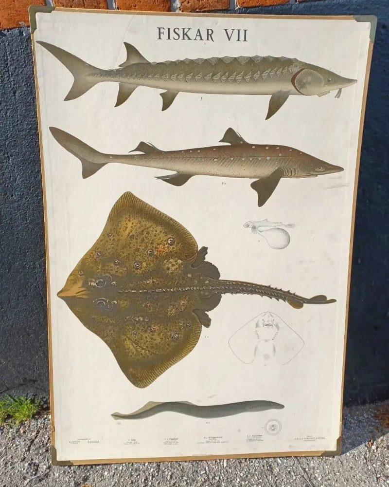 Skøn skoleplanche som viser forskellige fisk.